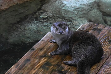 Obraz premium カワウソ