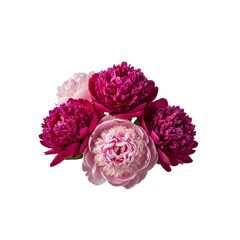 Bouquet of pink and magenta peonies