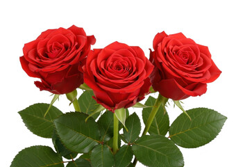 Obraz premium Three red roses with green leaves on transparent background