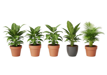 Fototapeta premium Five potted plants isolated on transparent background