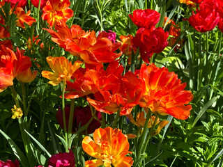 Closeup orange and red tulips are in a garden, perfect for seasonal designs, nature backgrounds, and botanical concepts.