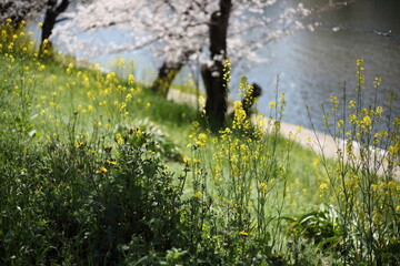 河畔のセイヨウカラシナと桜