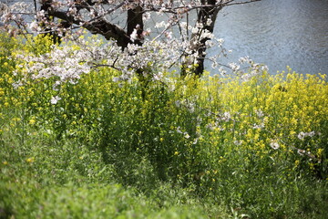 河畔のセイヨウカラシナと桜