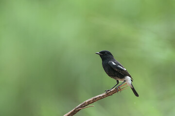 An Oriental Magpie-Robin and Green Background