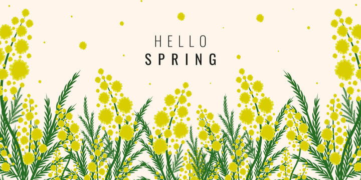 Spring vector horizontal Banner with hand drawn mimosa branch. Perfect Spring Frame from Spring flowers isolated light background