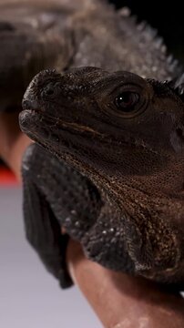 Close Up Profile of a Black Hydrosaurus Sailfin Lizard
