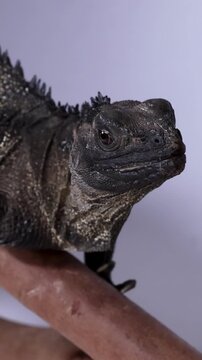 Close-Up Profile of a Sailfin Lizard Resting on a Branch