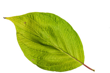 Obraz premium Dogwood Green and Bright Yellow Colors Leaf with Texture