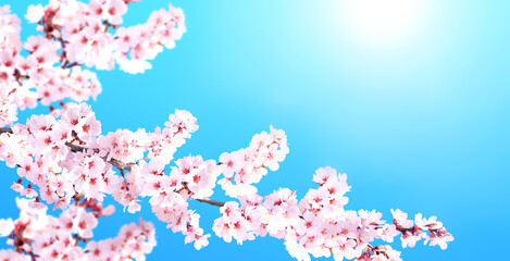Beautiful nature spring background with a branch of blooming sakura. Horizontal banner with cluster of sakura flowers of pink color on blue sky backdrop. Sakura blossoming season in Japan © frenta