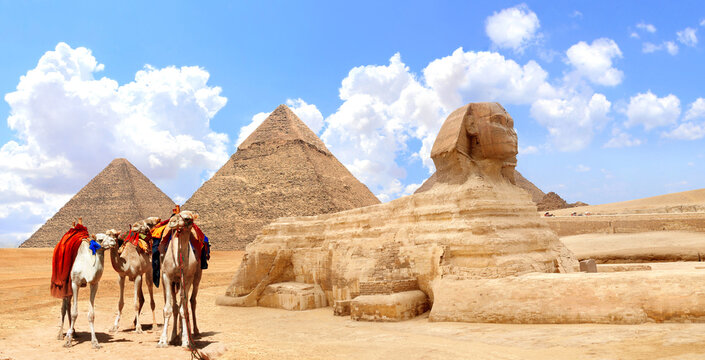 Camels, Great Sphinx and pyramids of Chephren and Cheops, Cairo, Egypt. Great Pyramids and statue of Sphinx, Giza complex. Topic of summer vacation, travel, trip abroad on vacation, cruises and tours