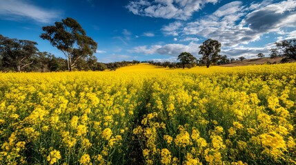 Fototapeta premium Vibrant Yellow Canola Field Under a Dynamic Blue Sky with Scattered Clouds.