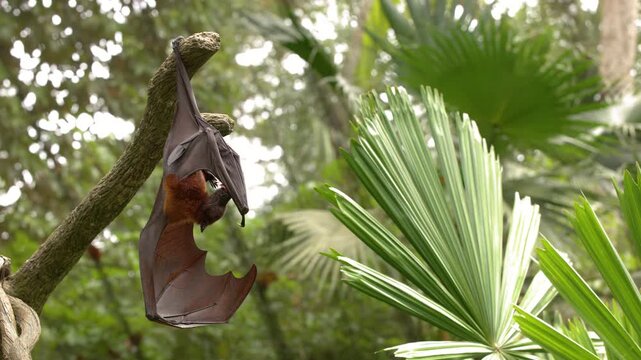 Large Flying Fox Bat Hanging Upside Down in Tropical Jungle