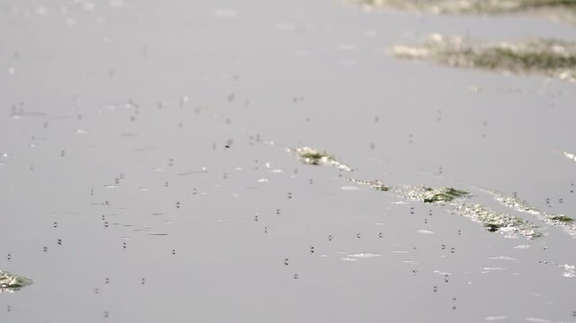 mosquitos flying over fresh water pond slow-motion