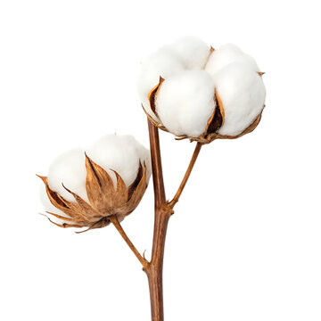 A close-up of a cotton plant stem with two bolls against a white background.
