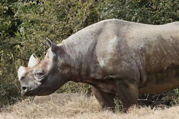 Fototapeta premium ヒガシクロサイ