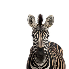 Naklejka premium A portrait of a wild striped zebra, a majestic African mammal and herbivore, showing its black and white pattern isolated on a white background for a safari or nature zoo theme