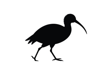 Fototapeta premium Ibis bird silhouette walking in profile with curved beak for wildlife and nature illustration designs today