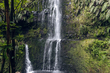 Obraz premium Waterfall on mossy cliff in laurel forest on Madeira island Portugal, along Levada do Caldeirao Verde hike (PR9) with fern fronds and wet rock textures in soft spray