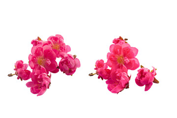 pink cherry blossom flowers isolated on white background