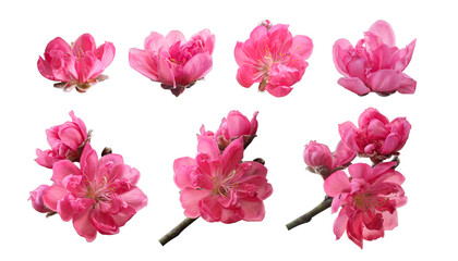 cherry blossom isolated on white background