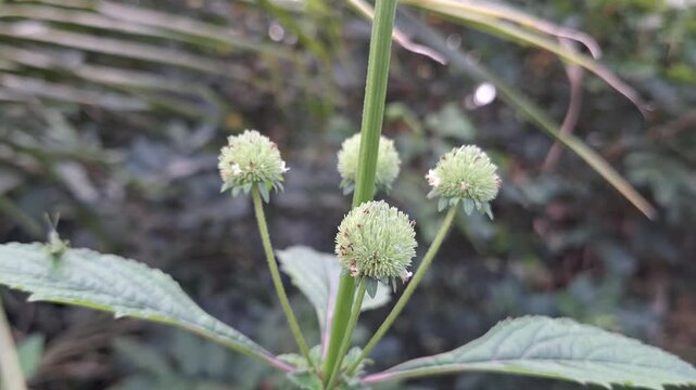 Close Up of Wild Hyptis capitata Flower Buds and Green Leaves Growing in the Meadow with Blurred Background