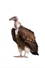 Fototapeta premium Close-up of standing vulture on white background