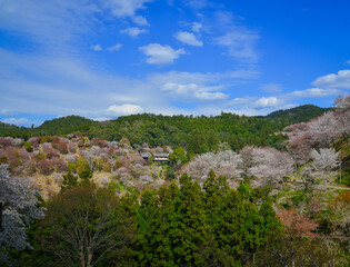 Fototapeta premium Cherry blossoms in full bloom in April at Mount Yoshino, Nara, Japan.
