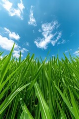 Obraz premium Lush Green Grass Under Bright Blue Sky with White Clouds