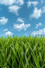 Fototapeta premium Lush Green Grass Field Under Bright Blue Sky with Fluffy Clouds