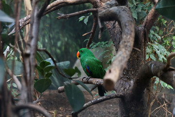 green winged macaw