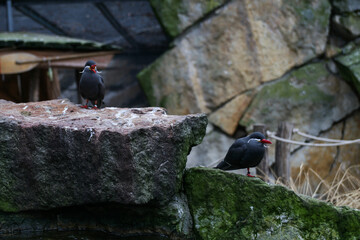  Inca Tern