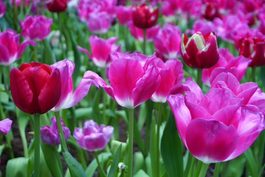 Tulips Flower