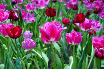 Fototapeta premium Tulips Flower