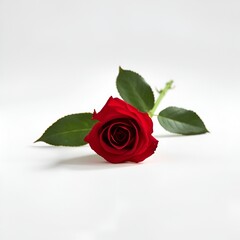 red rose isolated on white