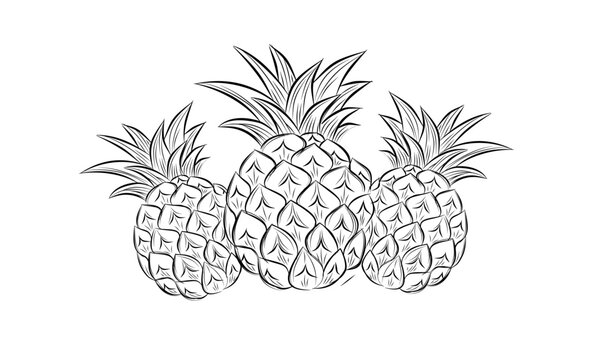 Sketch of pineapple. hand drawn fruit  tropical product. Vegetarian and vitamin food, sweet desert vector drawing.