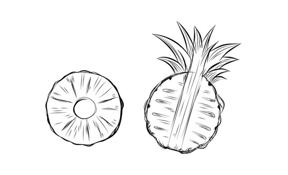 Sketch of pineapple. hand drawn fruit cut in half or tropical sliced product. Vegetarian and vitamin food, sweet desert vector drawing.