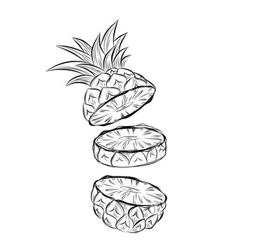 Sketch of pineapple. hand drawn fruit cut in half or tropical sliced product. Vegetarian and vitamin food, sweet desert vector drawing.