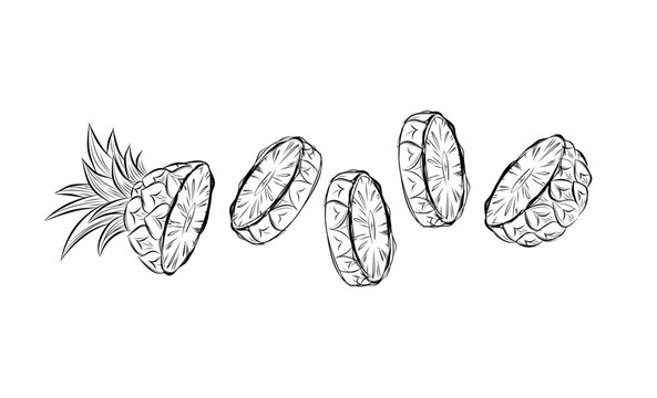 Sketch of pineapple. hand drawn fruit cut in half or tropical sliced product. Vegetarian and vitamin food, sweet desert vector drawing.