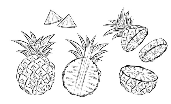 Sketch of pineapple. hand drawn fruit cut in half or tropical sliced product. Vegetarian and vitamin food, sweet desert vector drawing.