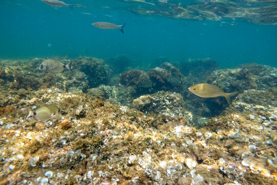 Sarpa salpas school of fish Underwater Mediterranean sea in Las Rotas coast marine reserve of San Antonio cape Denia Alicante province Spain