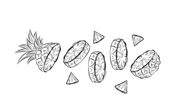 Sketch of pineapple. hand drawn fruit cut in half or tropical sliced product. Vegetarian and vitamin food, sweet desert vector drawing.