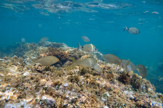 Sarpa salpas school of fish Underwater Mediterranean sea in Las Rotas coast marine reserve of San Antonio cape Denia Alicante province Spain