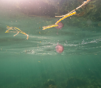 Pelagia noctiluca jellyfish Underwater view of  colorful botany, fishes and rocks in Las Rotas coast marine reserve in Denia Alicante province Spain snorkeling in summer.