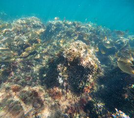 Fototapeta premium Underwater view of colorful botany, fishes and rocks in Las Rotas coast marine reserve in Denia Alicante province Spain snorkeling in summer.