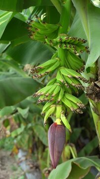 small banana bunch on tree at agriculture field 