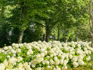 Hydrangeas in Park