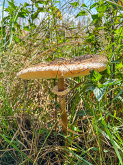 Parasol Mushroom