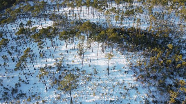 Snow in a long leaf pine forest, drone aerial footage, downward angle