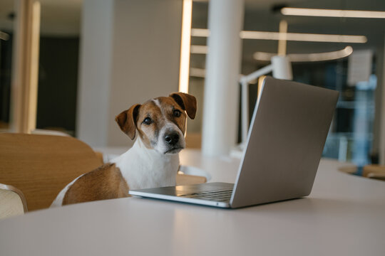 Serious face dog Jack Russell terrier portrait looks at laptop monitor working in pet friendly an office. working with pet concept. Horizontal composition