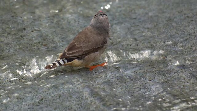 A pair of zebra finches (Taeniopygia guttata) stand in shallow water, ruffling their feathers, taking a bath before nightfall, before the male flies away, close up shot.